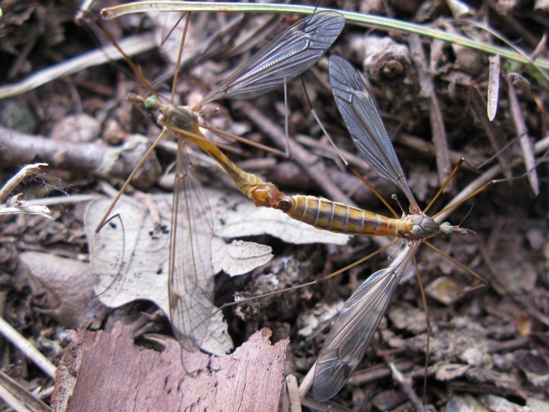 Tipula oleracea?